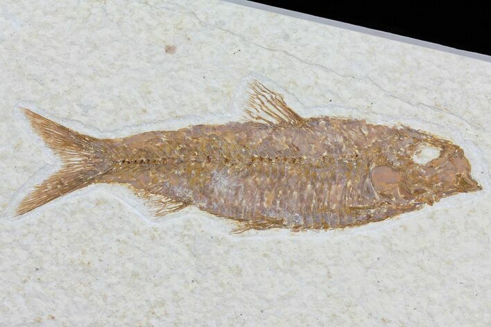 Knightia Fossil Fish - Wyoming #79866